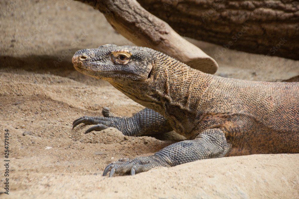 Monitor lizard profile on the sand