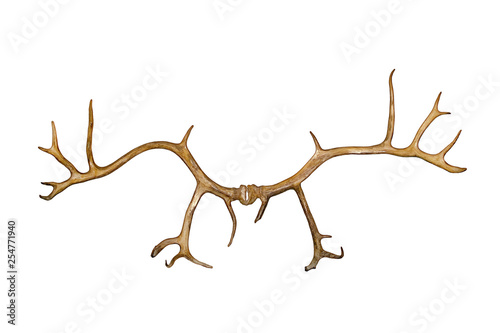 Deer antlers Isolated on white background