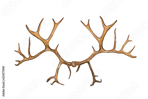 Deer antlers Isolated on white background