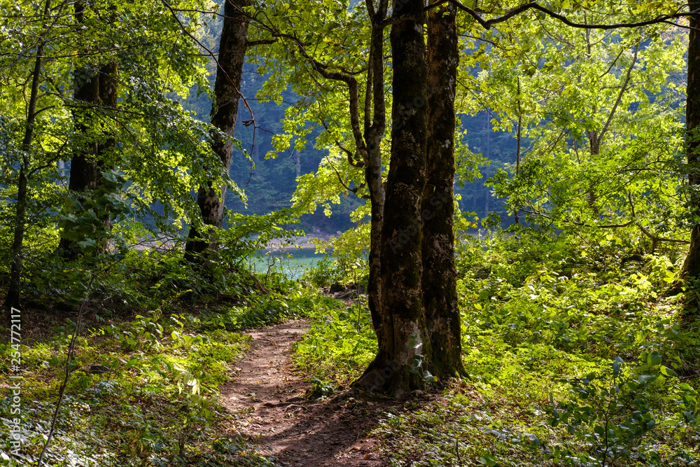 Montenegro, Kolasin province, forest path at Lake Biograd Montenegro, Kolasin province, forest path at Lake Biograd