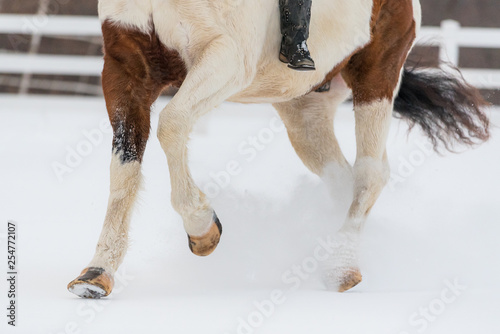 horse and girl riding bareback in snow during winter. Legs and hooves showing 