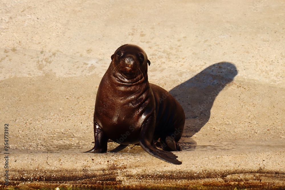 Obraz premium Seal