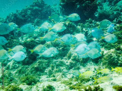 A school of blue tang swim thru the roof off Bodden Town in Grand Cayman, Cayman Islands
