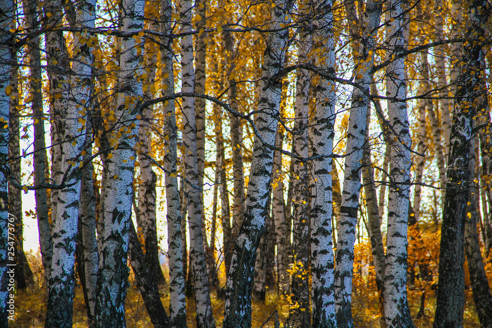 Background image in the form of birch trunks arranged in several rows Background image in the form of birch trunks arranged in several rows
