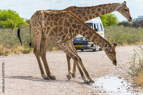 Giraffe drinking water in Etosha Park, Namibia