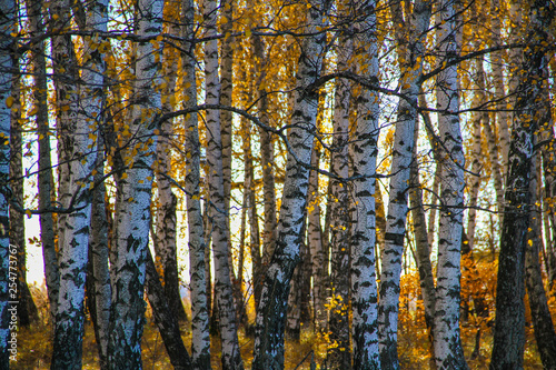 Background image in the form of birch trunks arranged in several rows