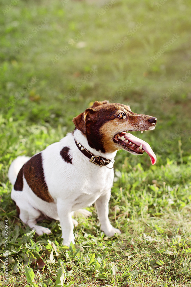 Jack Russell puppy dog in collar sits in profile on green grass
