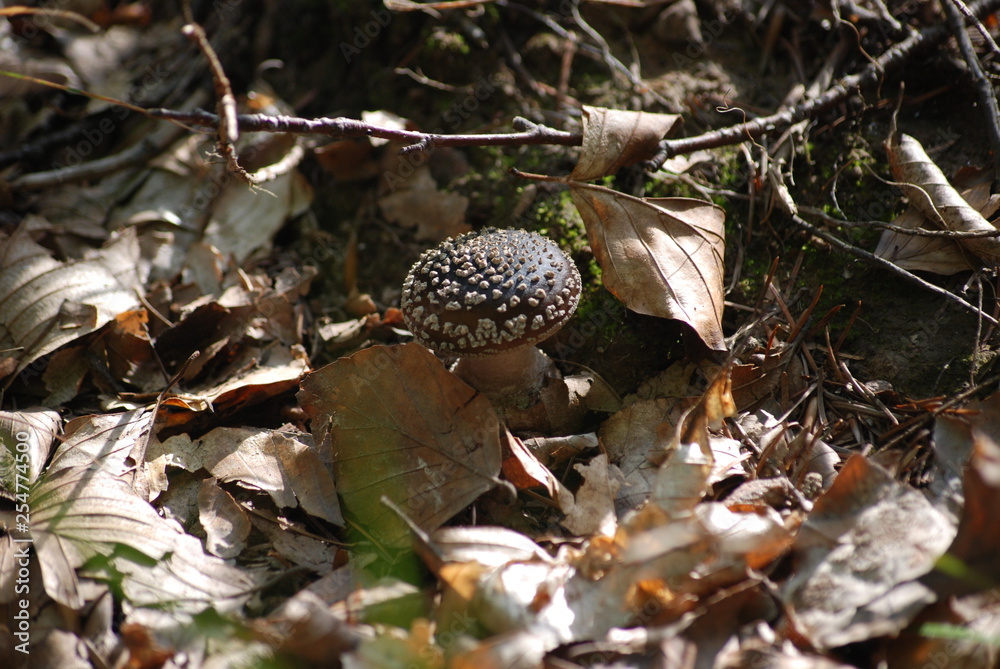 Fototapeta premium Panther Cap - Poisonous Amanita Mushroom