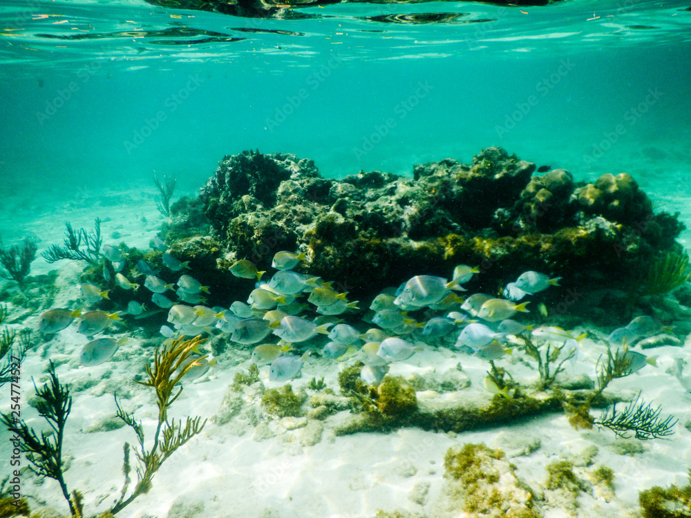 Blue tang in the shallows of Grand Cayman, Cayman Islands Stock Photo