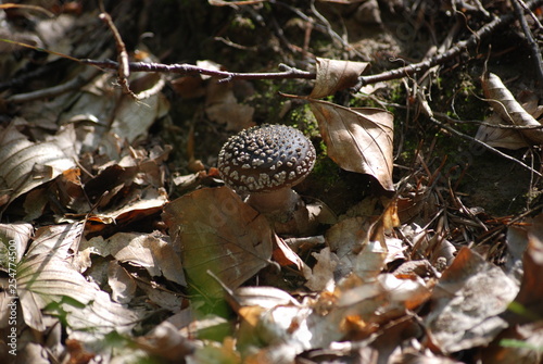 Panther Cap - Poisonous Amanita Mushroom