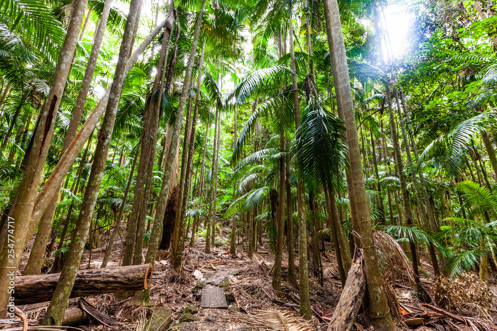 Lush green temperate rainforest in Australia Lush green temperate rainforest in Australia