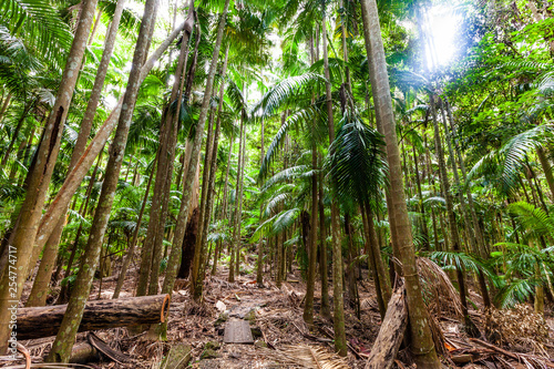 Lush green temperate rainforest in Australia