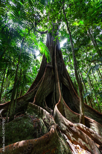 Beautiful enormous fig tree roots in a temperate rainforest in Queensland, Australia