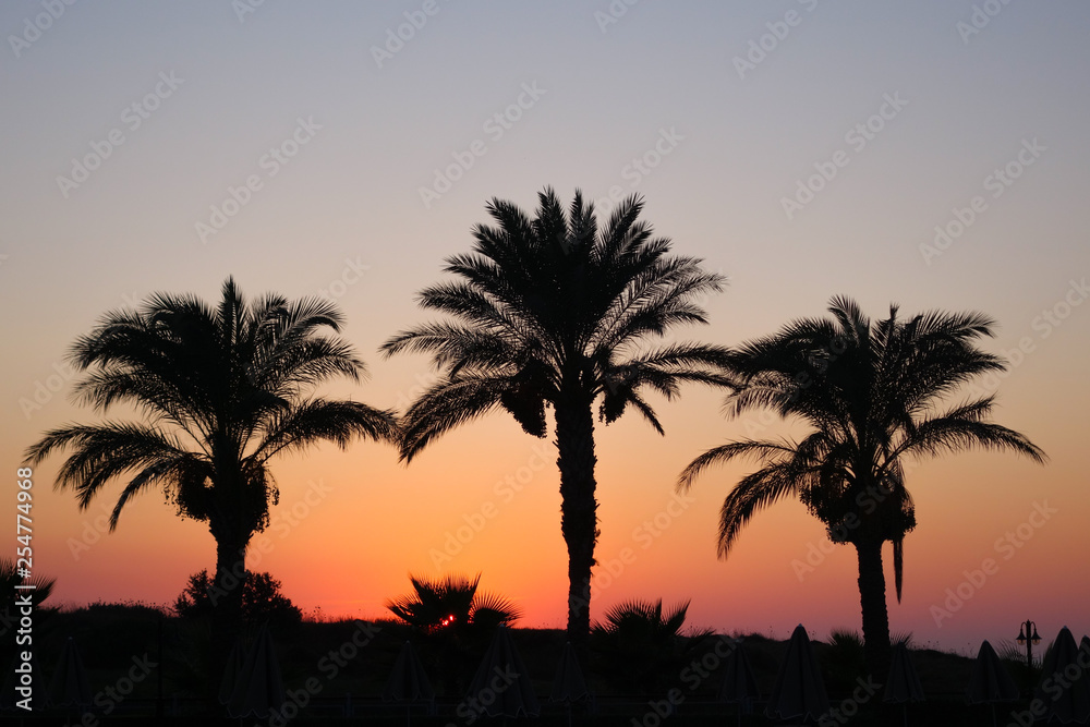 Palmen im Sonneruntergang am Meer