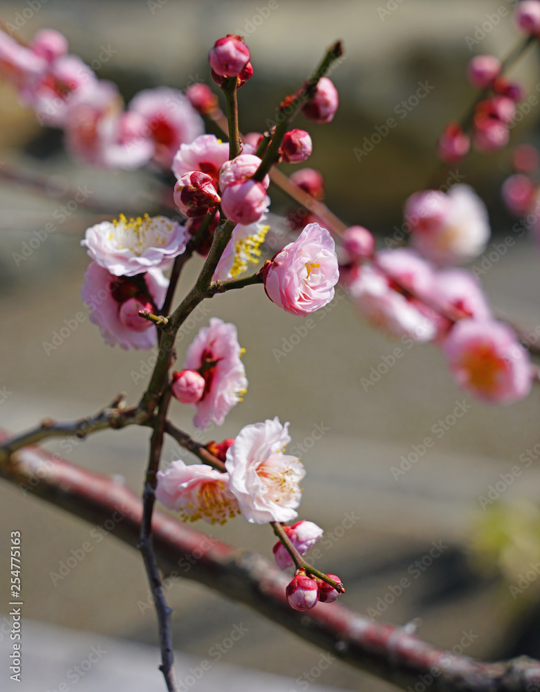 Pink flowers of the ume Japanese apricot tree in winter Pink flowers of the ume Japanese apricot tree in winter