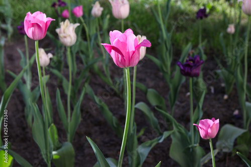 Fototapeta Naklejka Na Ścianę i Meble -  Pink tulips blooming in a flower bed in the park