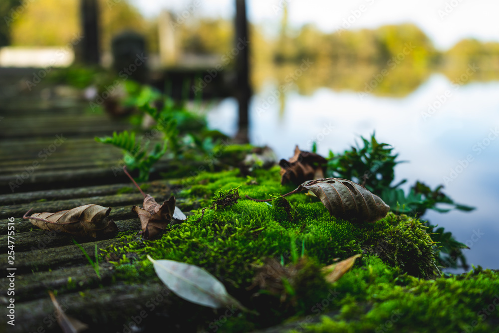 Beautiful close-up shot of moss with leafs on dock in autumn