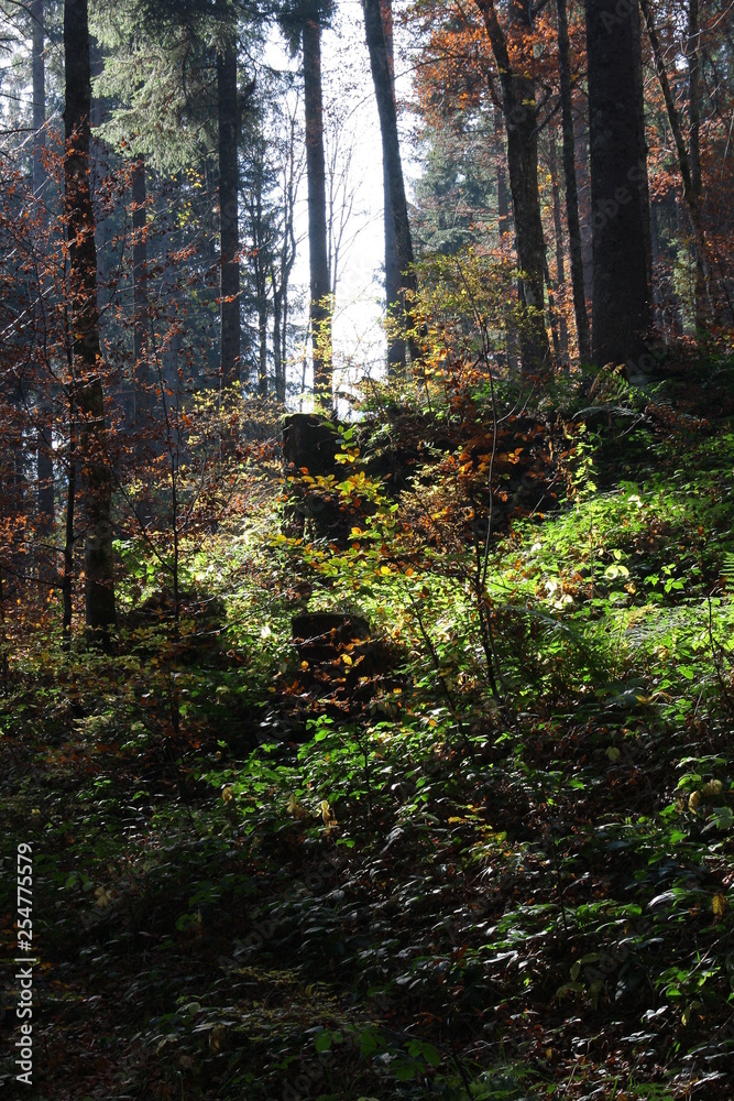 Obraz premium herbst