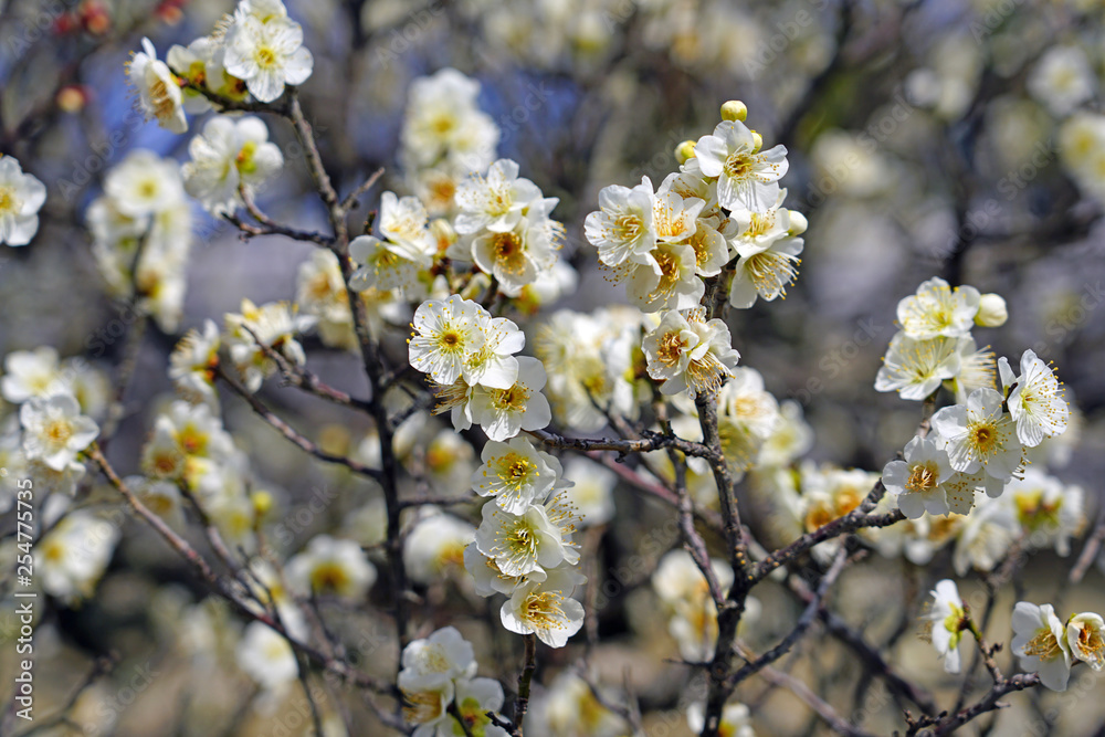 White flower blooms of the Japanese ume apricot tree, prunus mume, in winter in Japan White flower blooms of the Japanese ume apricot tree, prunus mume, in winter in Japan