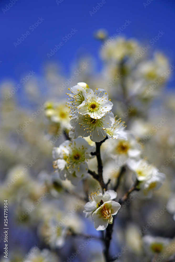 White flower blooms of the Japanese ume apricot tree, prunus mume, in winter in Japan White flower blooms of the Japanese ume apricot tree, prunus mume, in winter in Japan