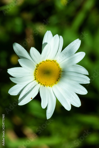 Flowers on natural background