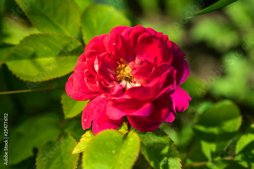 Flowers on natural background