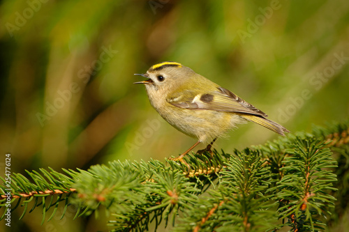 Goldcrest - Regulus regulus sitting on the branch of the spruce. very small passerine bird in the kinglet family. Its colourful golden crest feathers gives rise to its names