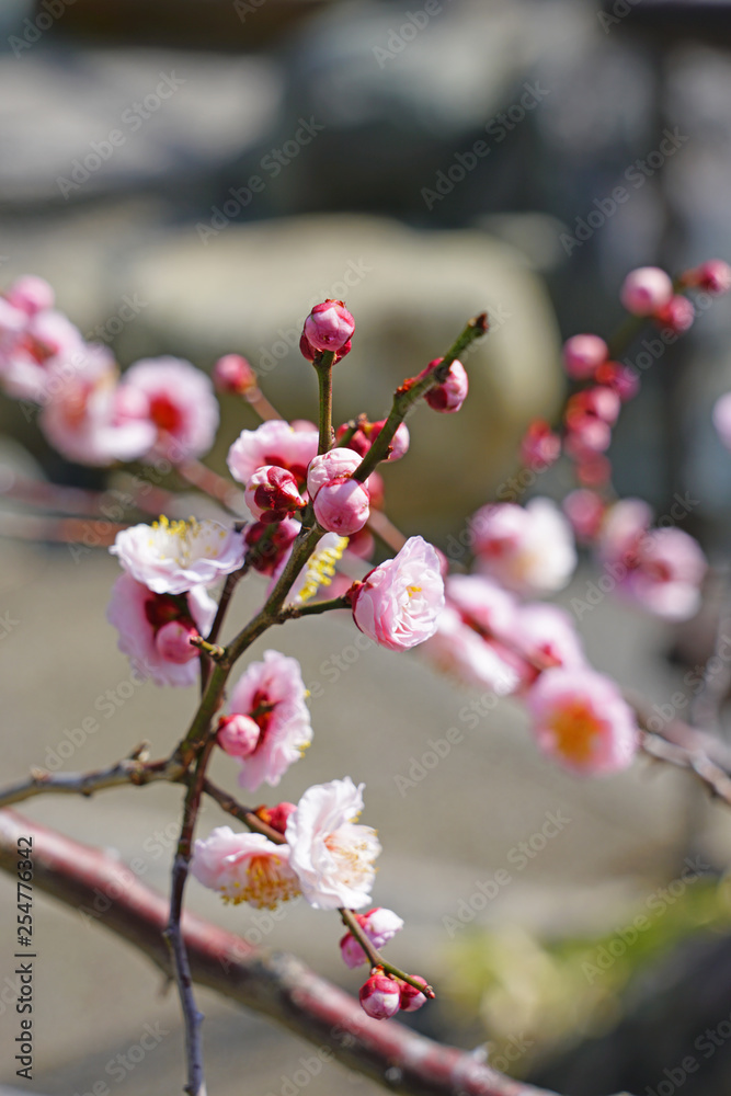 Pink flowers of the ume Japanese apricot tree in winter Pink flowers of the ume Japanese apricot tree in winter