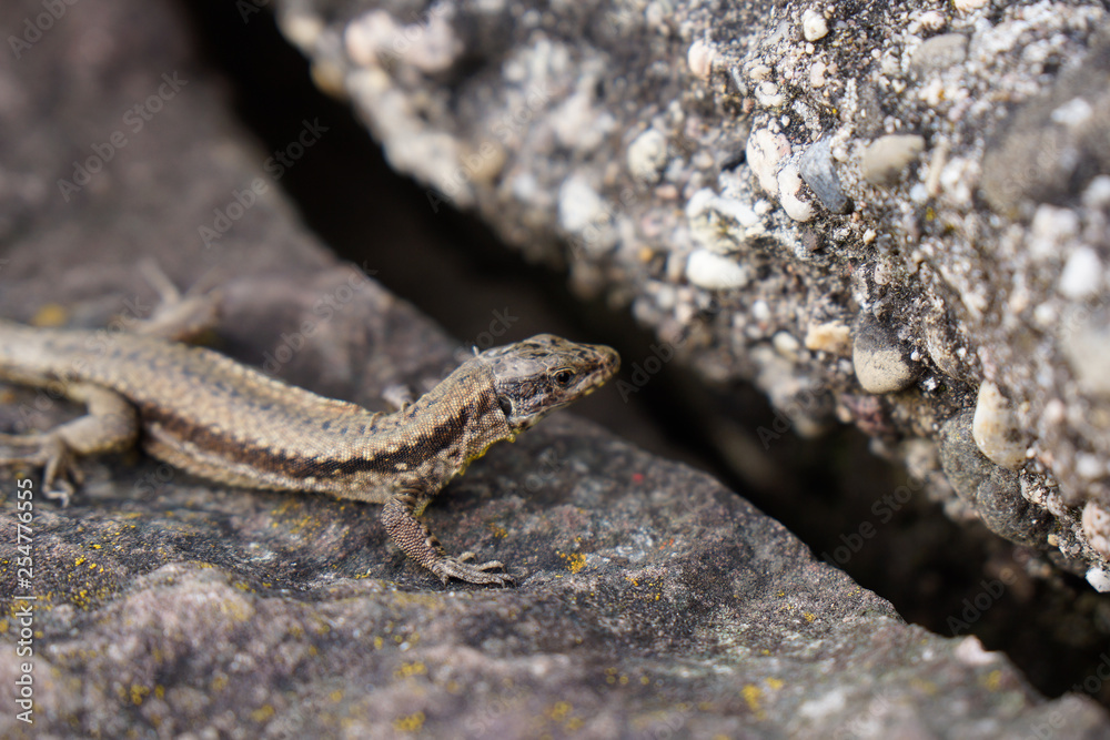 brown lizard with stripe sitting on stone brown lizard with stripe sitting on stone