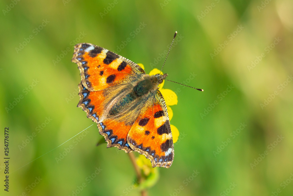 Small tortoiseshell butterfly Aglais urticae isolated by nature Small tortoiseshell butterfly Aglais urticae isolated by nature