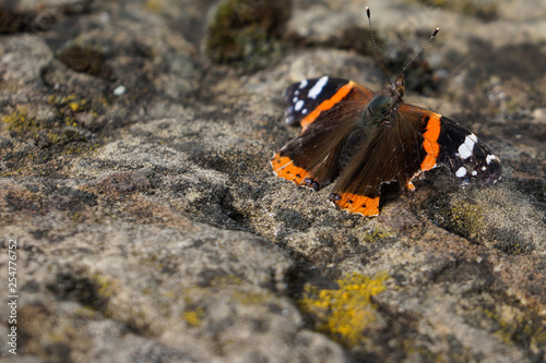 admiral butterfly sitting on concrete stone photo
