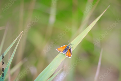 Essex skipper butterfly (Thymelicus lineola) resting