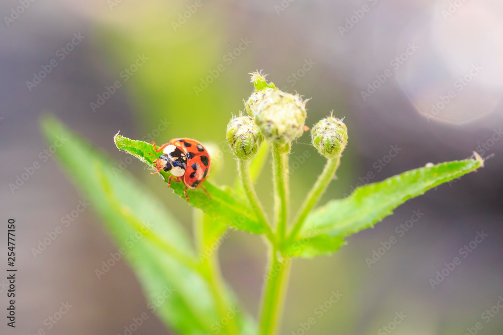 Ladybug or ladybird insect climbing Ladybug or ladybird insect climbing