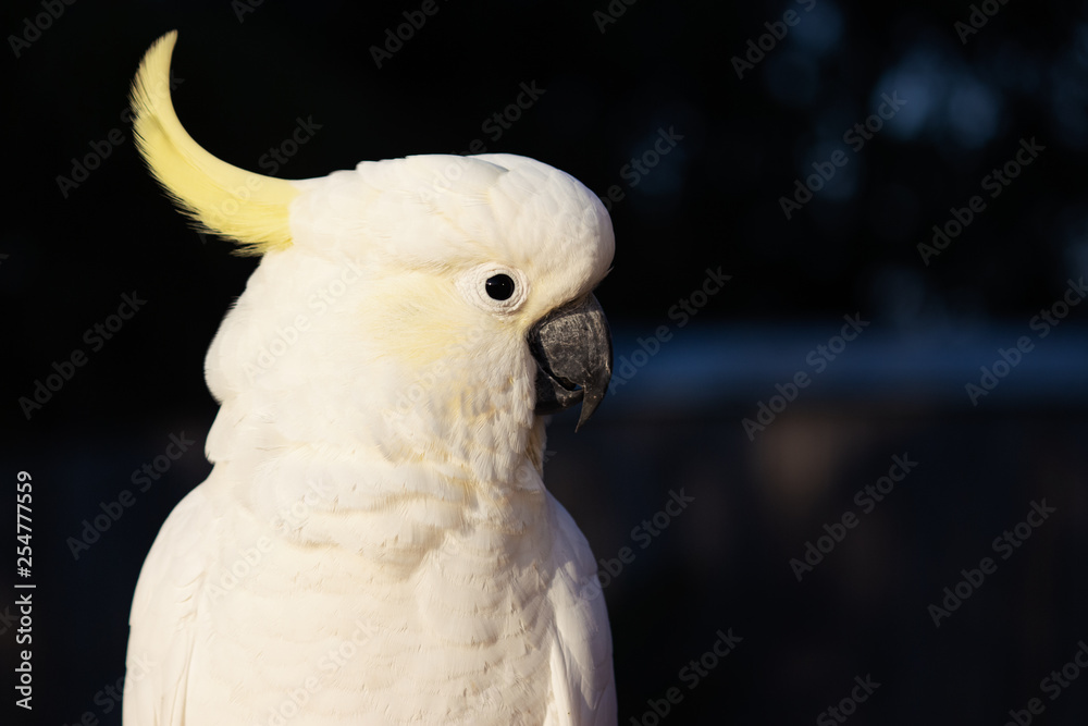 isolated male cockatoo dark background summer tropical morning head shot Gold Coast Australia isolated male cockatoo dark background summer tropical morning head shot Gold Coast Australia