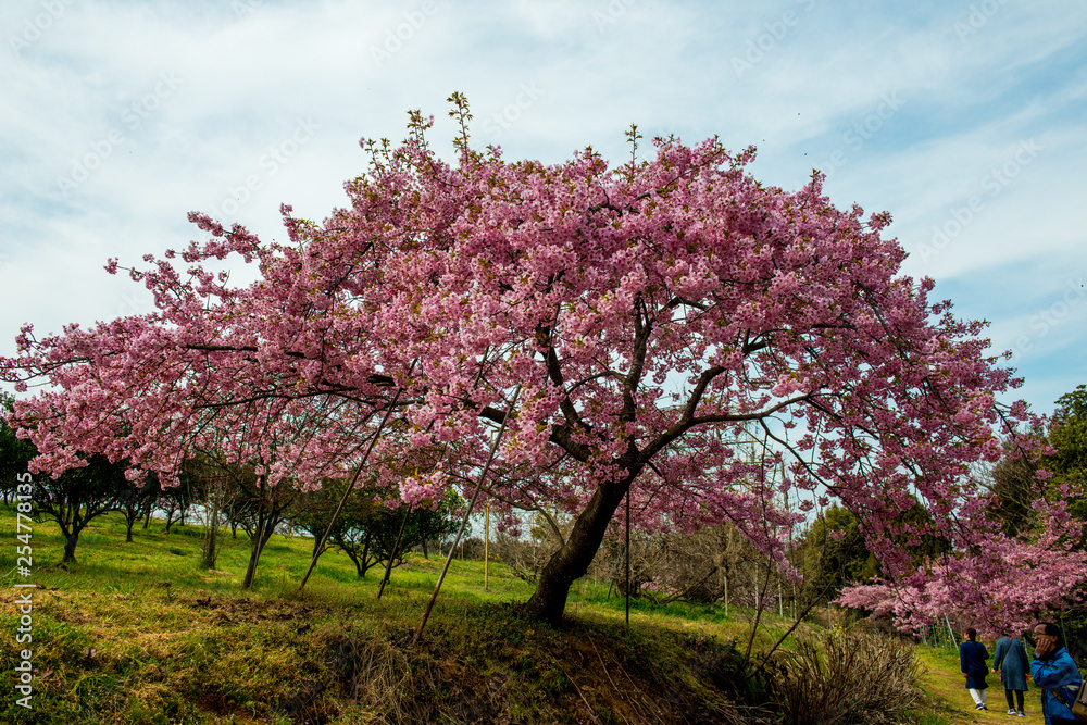 豊前の河津桜