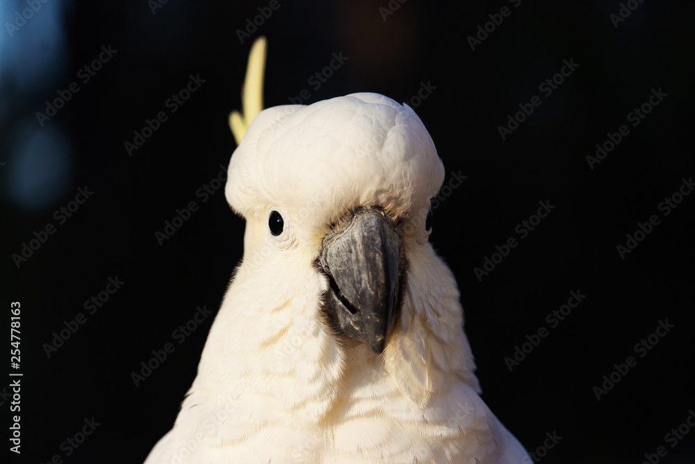 isolated male cockatoo dark background summer tropical morning head shot Gold Coast Australia isolated male cockatoo dark background summer tropical morning head shot Gold Coast Australia