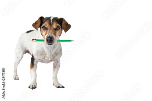 Jack Russell Terrier dog holds a pencil in his mouth. Cute office dog