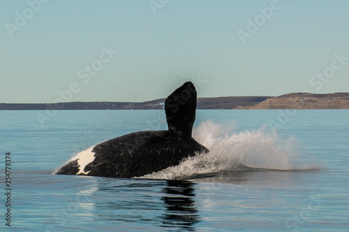 Whale jumping in Peninsula Valdes,, Patagonia, Argentina