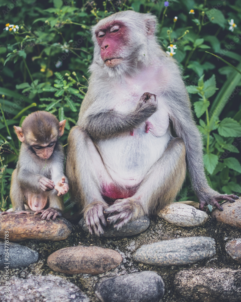 Monkey family Monkey family