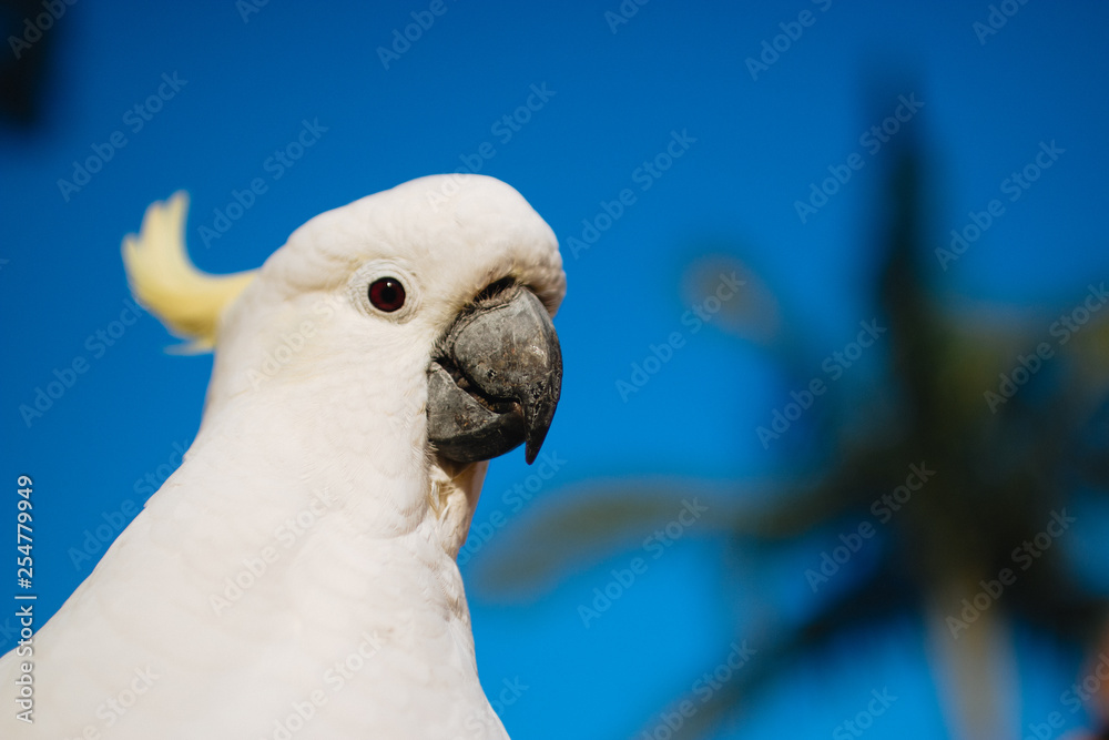 female cockatoo has red eye with blue sky behind palm tree summer tropical morning head shot Gold Coast Australia female cockatoo has red eye with blue sky behind palm tree summer tropical morning head shot Gold Coast Australia