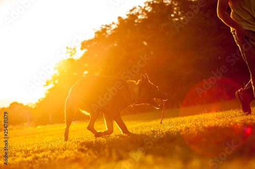 Training of a German Shepherd dog in the sunset