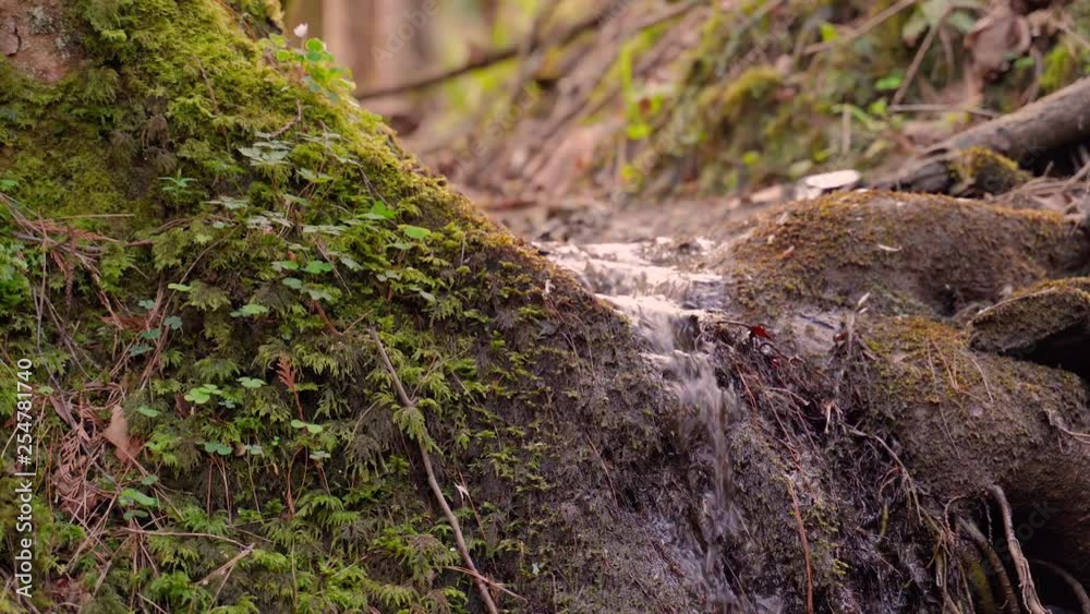 Riachuelo con arbol rebosante de musgo Riachuelo con arbol rebosante de musgo