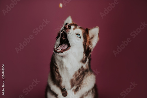 Funny Siberian husky bites, catching treatment, pink backgorund photo