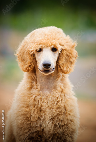Portrait of apricot color Standard Poodle puppy dog
