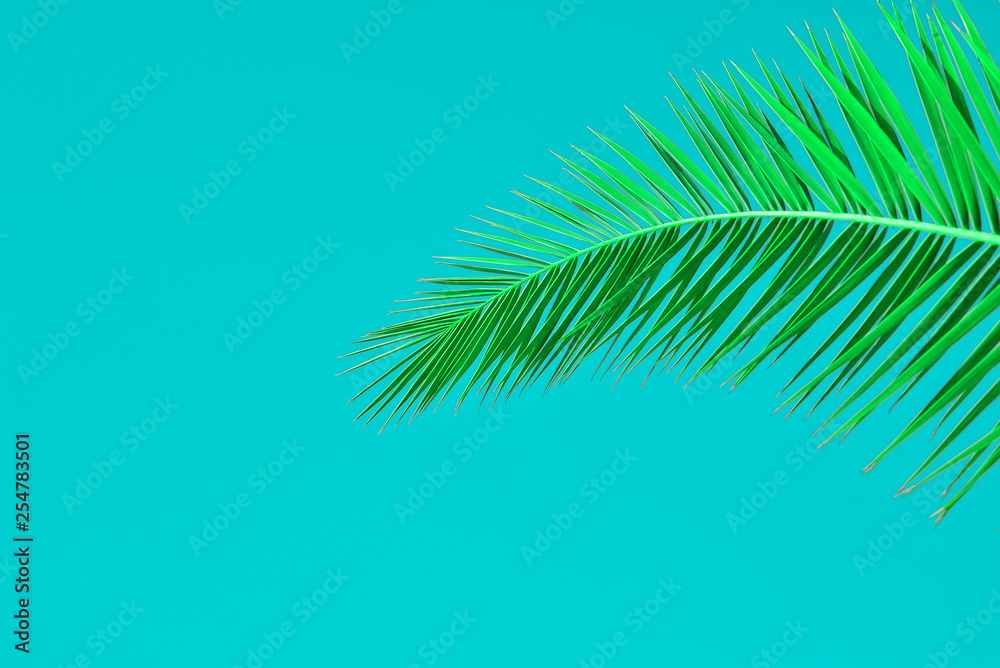 Obraz premium palm leaves on colored background