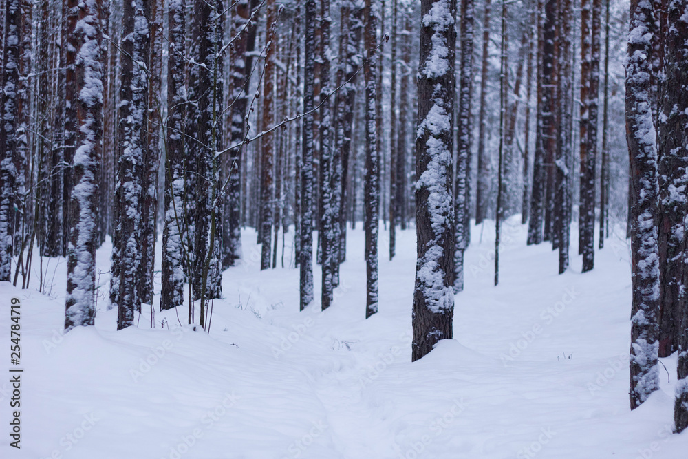 winter forest, trees in snow