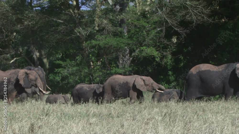 A single file of elephants heading into the bush in a hurry.mov A single file of elephants heading into the bush in a hurry.mov