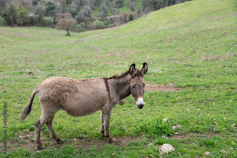 A Donkey in a green pasture