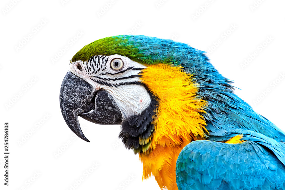 Blue-and-yellow macaw (Ara ararauna) in front of white background