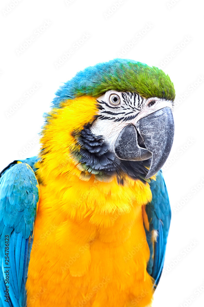 Blue-and-yellow macaw (Ara ararauna) in front of white background